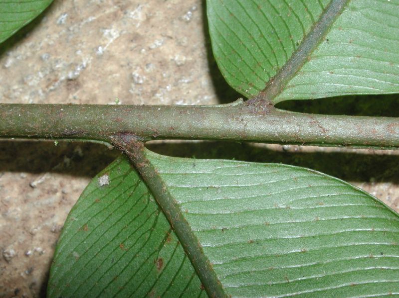 Lomariopsidaceae Lomariopsis japurensis