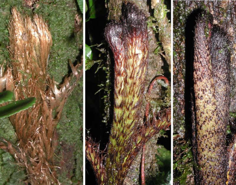 Lomariopsidaceae Lomariopsis farrarii