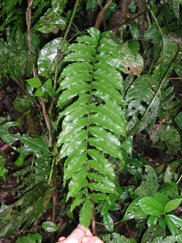 Lomariopsidaceae Lomariopsis farrarii