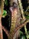 image of Lomariopsis farrarii