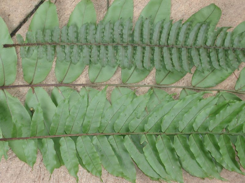 Lomariopsidaceae Lomariopsis farrarii