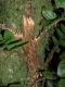 image of Lomariopsis vestita