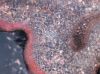 image of Lonchitis hirsuta