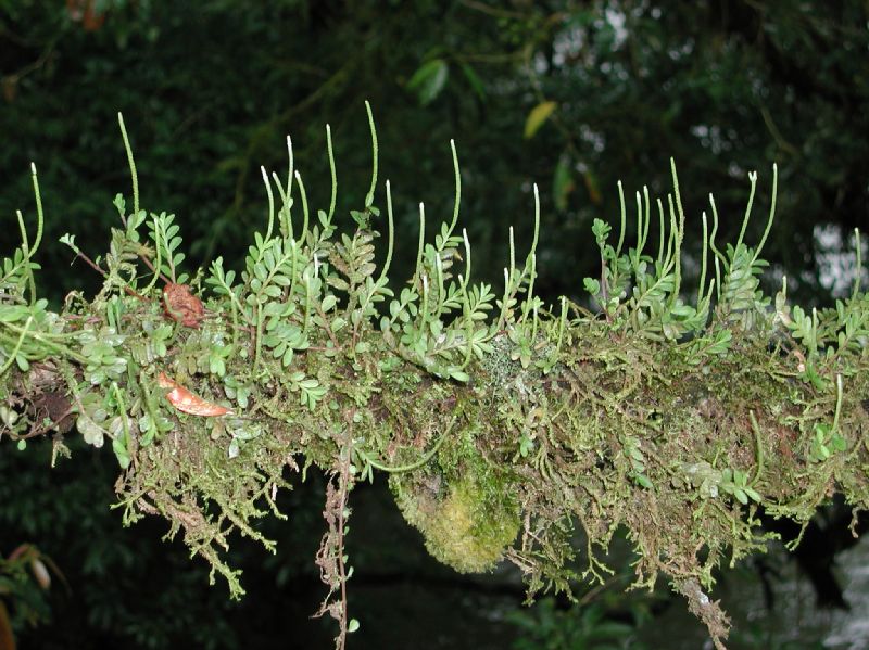 Piperaceae Peperomia 