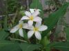 image of Plumeria 