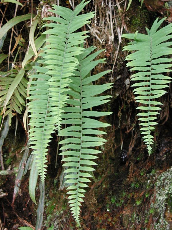 Polypodiaceae Pecluma ursipes