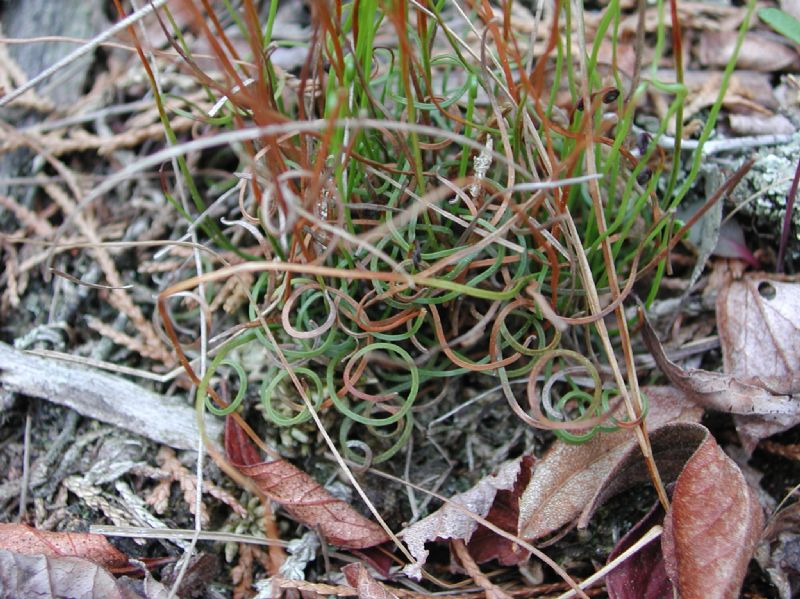 Schizaeaceae Schizaea pusilla