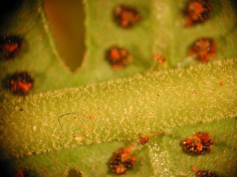 Thelypteridaceae Amauropelta thomsonii