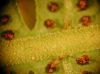 image of Amauropelta thomsonii