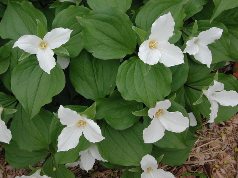 Melanthiaceae Trillium grandiflorum