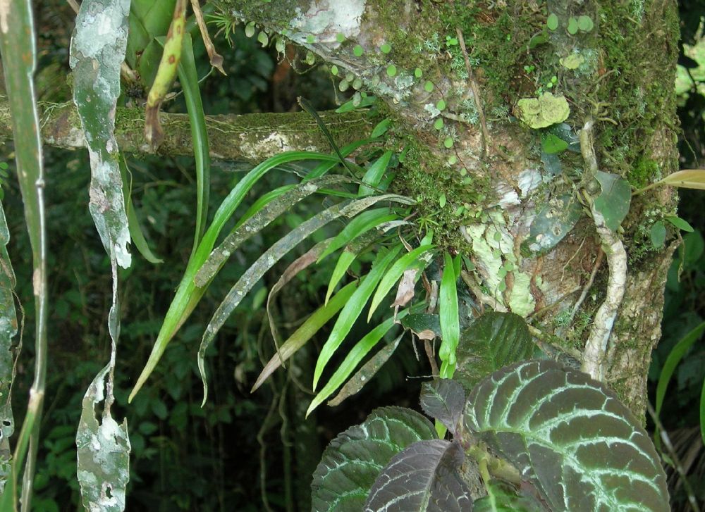  Ananthacorus angustifolius