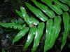 image of Parablechnum proliferum