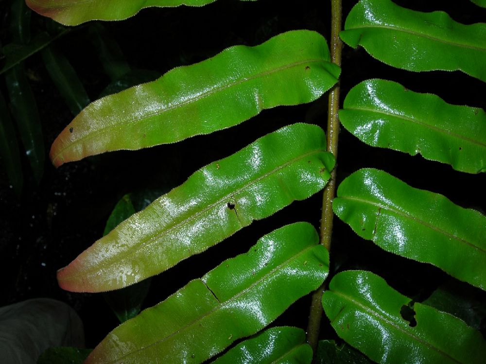 Blechnaceae Parablechnum proliferum