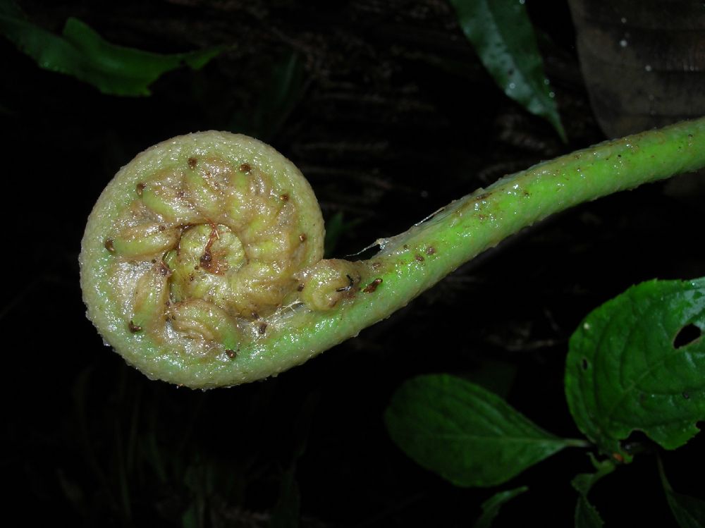 Blechnaceae Parablechnum proliferum
