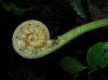 image of Parablechnum proliferum