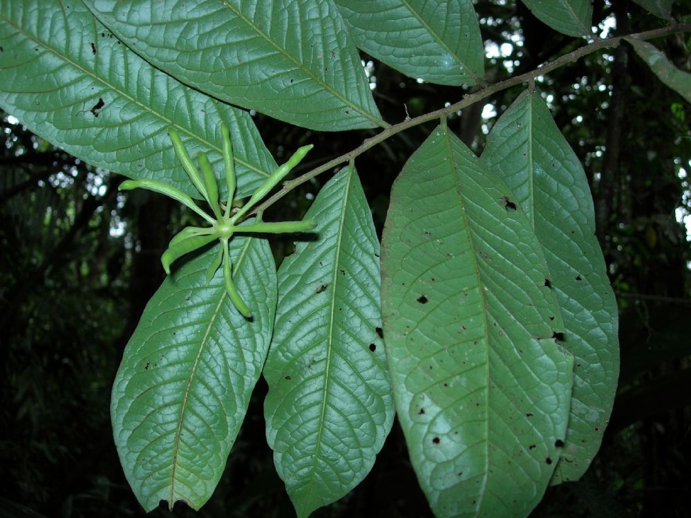 Annonaceae Cymbopetalum 