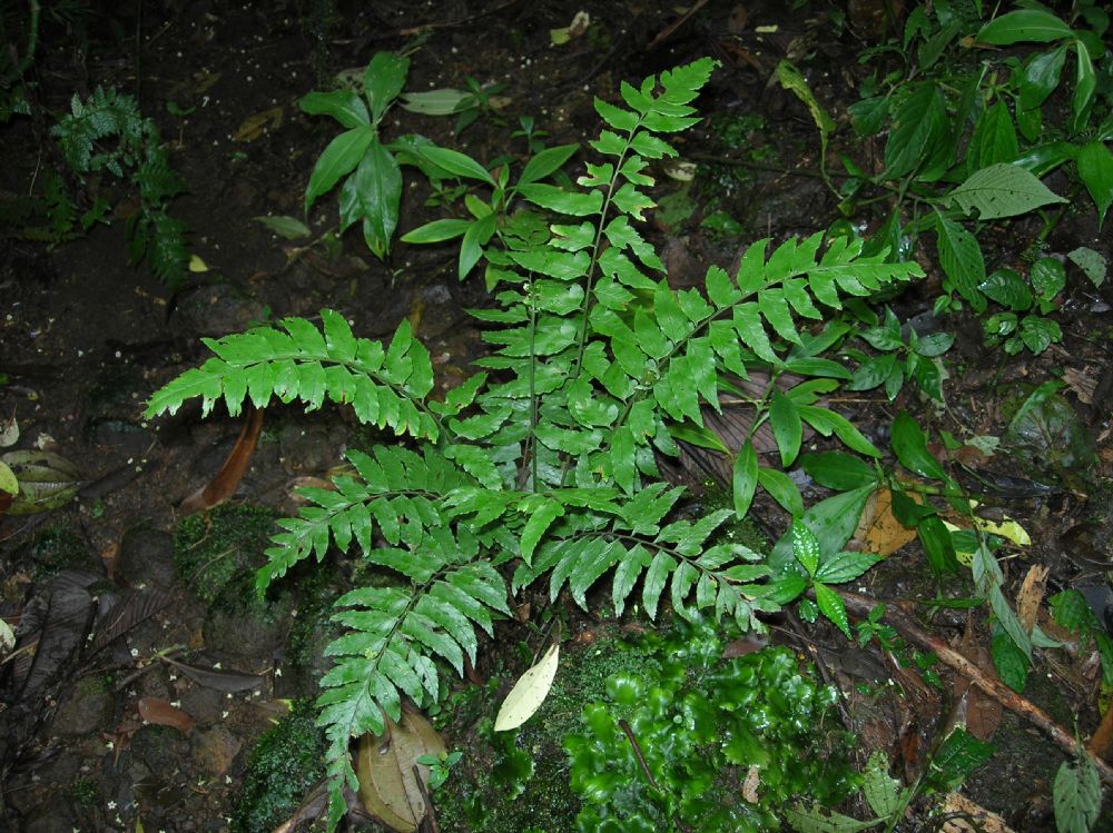 Athyriaceae Diplazium prominulum