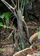 image of Diplazium prominulum