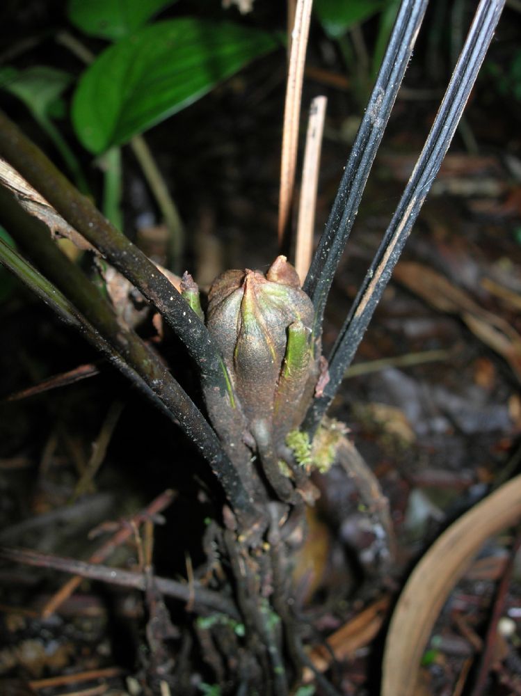 Athyriaceae Diplazium prominulum