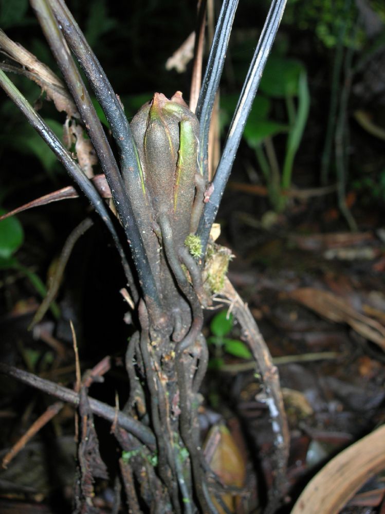 Athyriaceae Diplazium prominulum