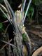 image of Diplazium prominulum