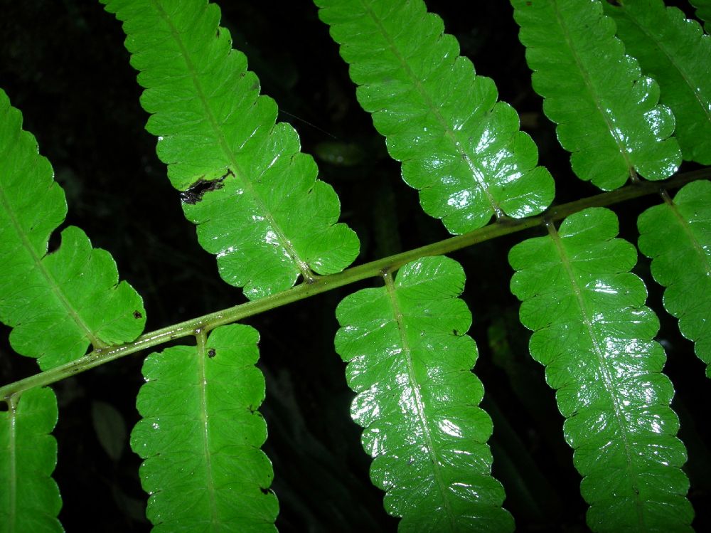 Athyriaceae Diplazium urticifolium