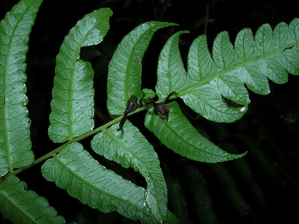 Athyriaceae Diplazium urticifolium