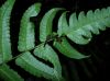 image of Diplazium urticifolium