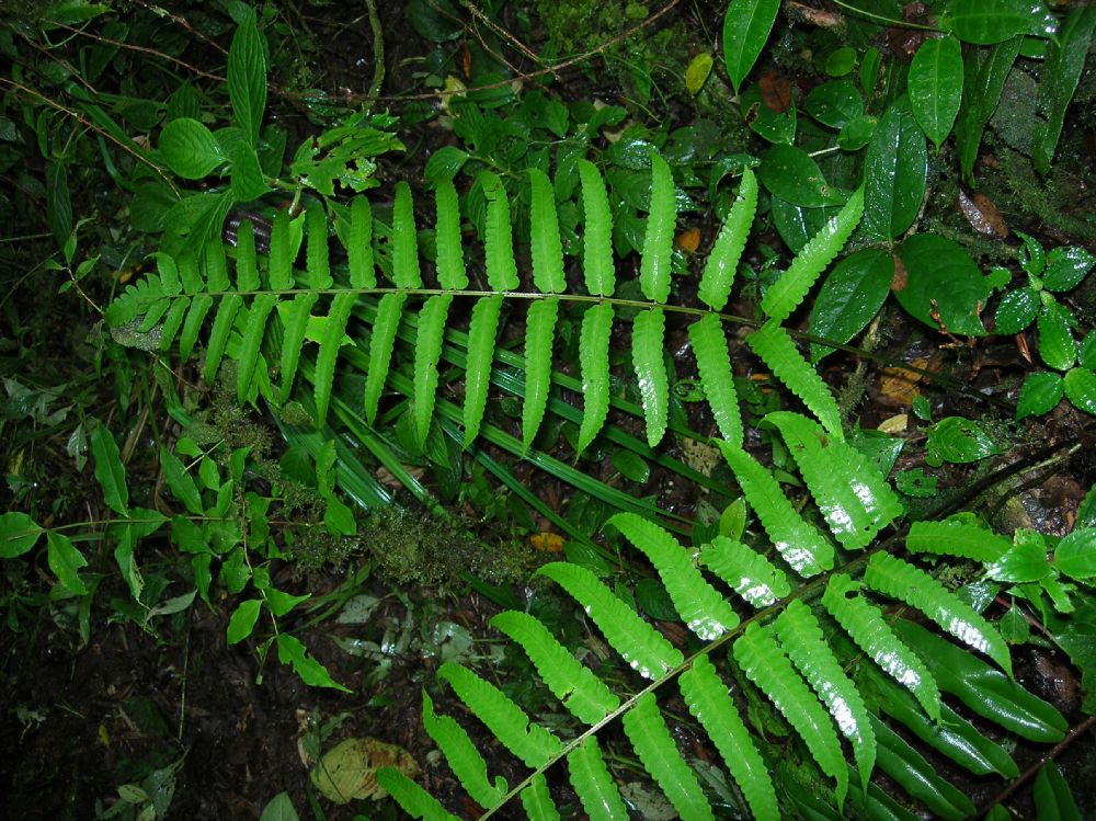 Athyriaceae Diplazium urticifolium