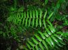 image of Diplazium urticifolium