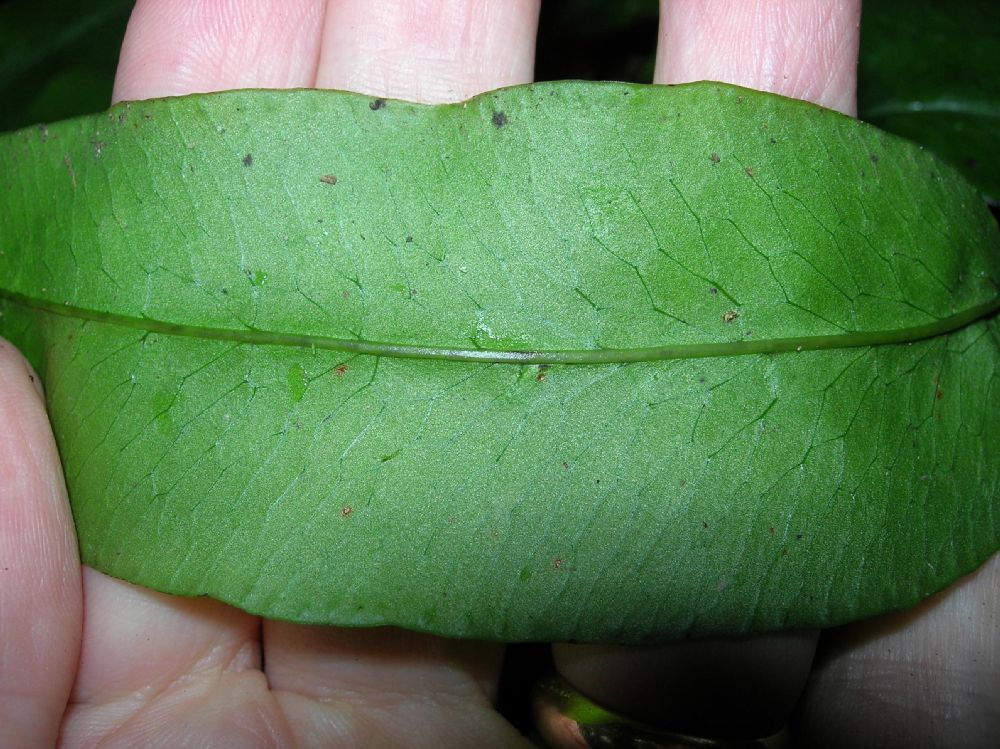Pteridaceae Pteris praestantissima