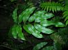 image of Pteris praestantissima