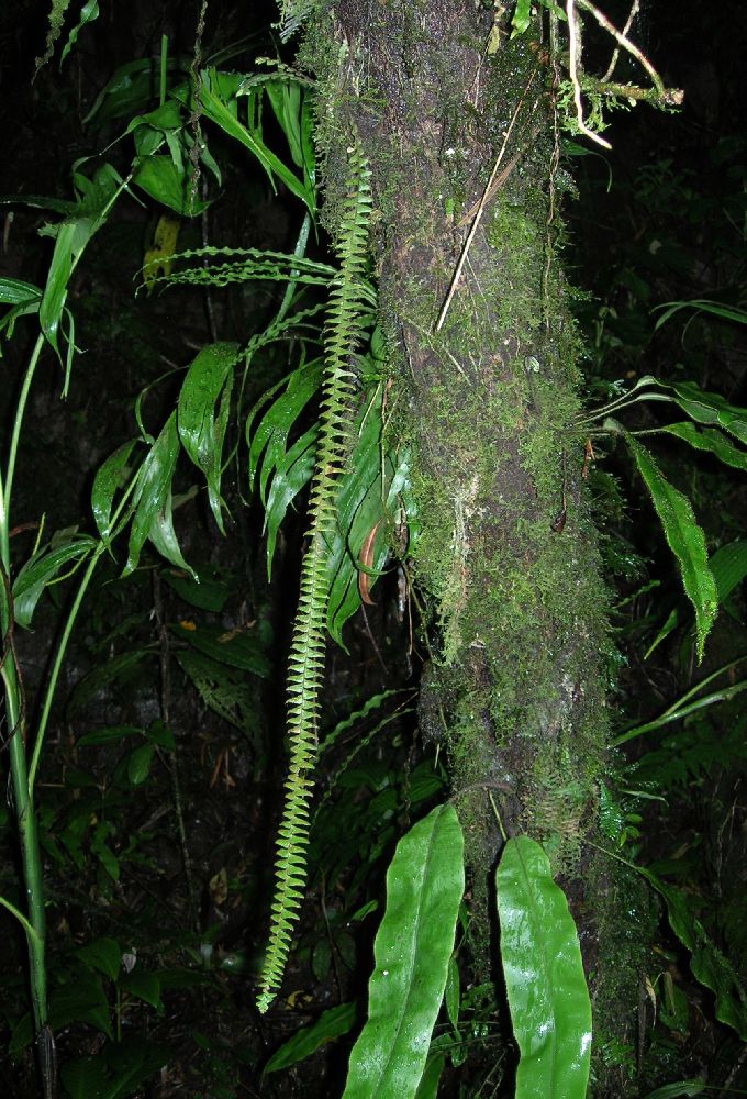Grammitidaceae Terpsichore lanata