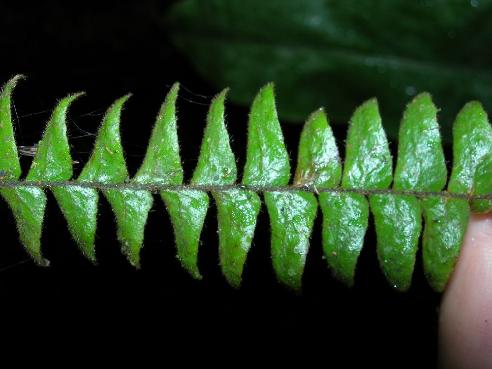 Grammitidaceae Terpsichore lanata