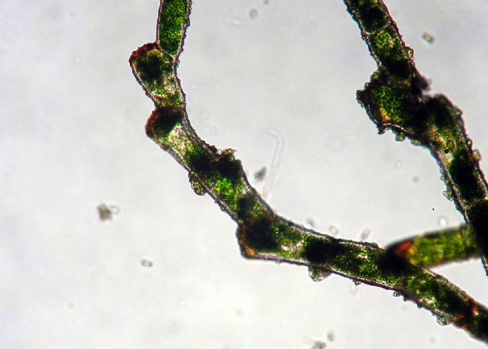 Hymenophyllaceae Vandenboschia collariata