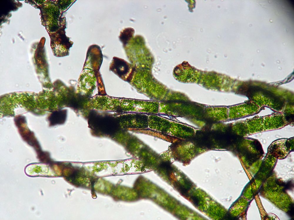 Hymenophyllaceae Vandenboschia collariata