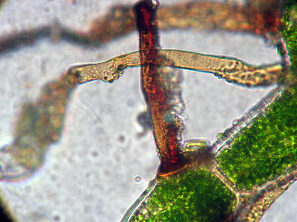 Hymenophyllaceae Vandenboschia collariata