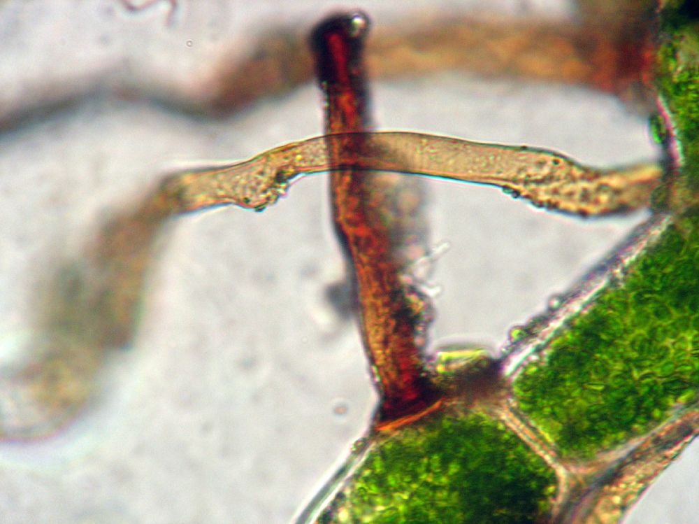 Hymenophyllaceae Vandenboschia collariata