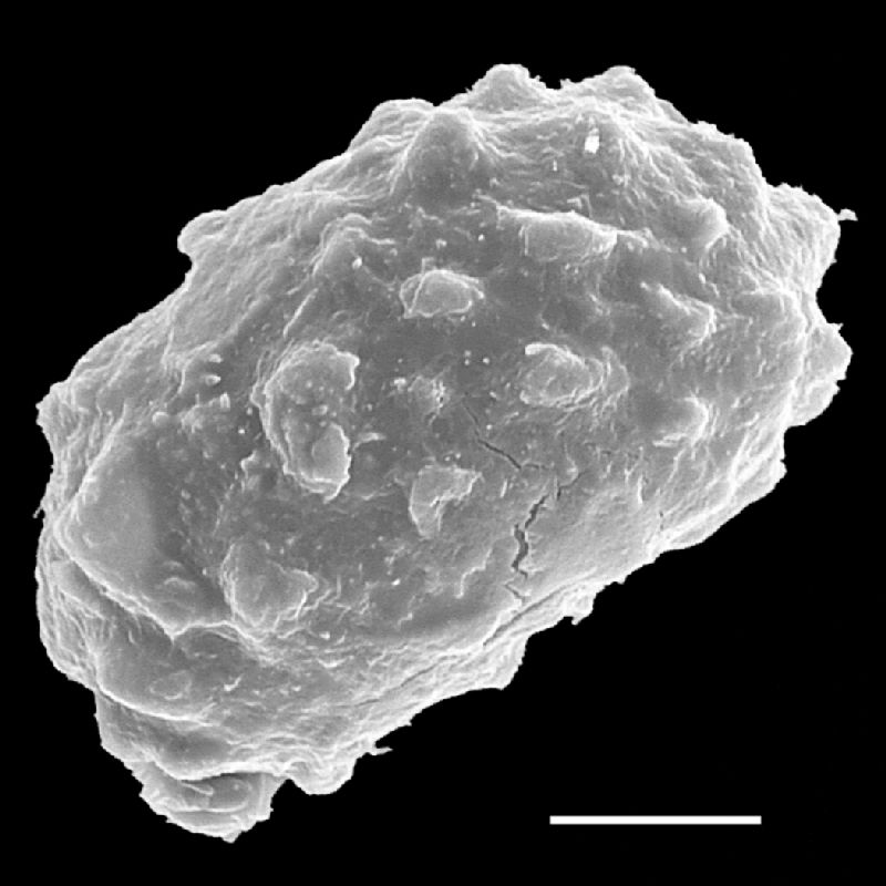 Dryopteridaceae Rumohra glandulosa
