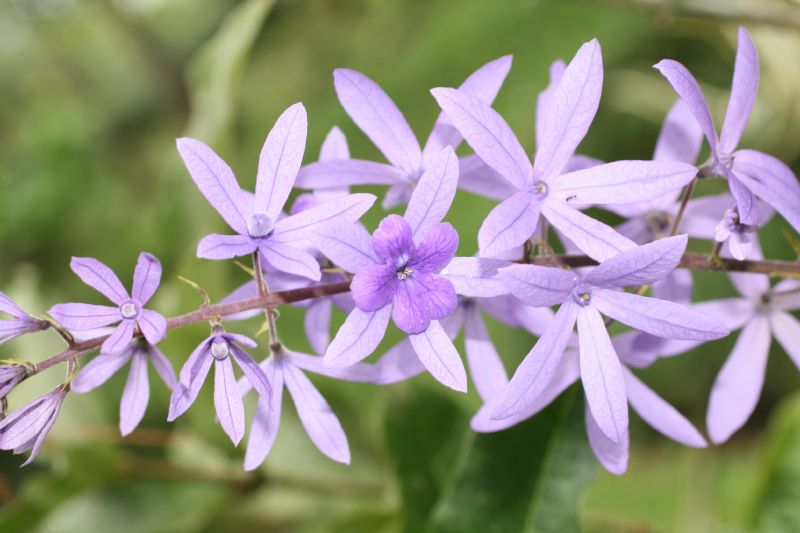 Verbenaceae Petrea volubilis