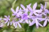 image of Petrea volubilis