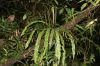 image of Elaphoglossum decursivum
