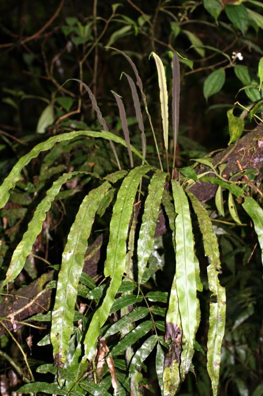Dryopteridaceae Elaphoglossum decursivum