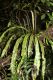 image of Elaphoglossum decursivum