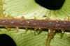 image of Diplazium matamense