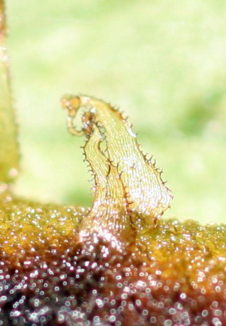 Athyriaceae Diplazium matamense