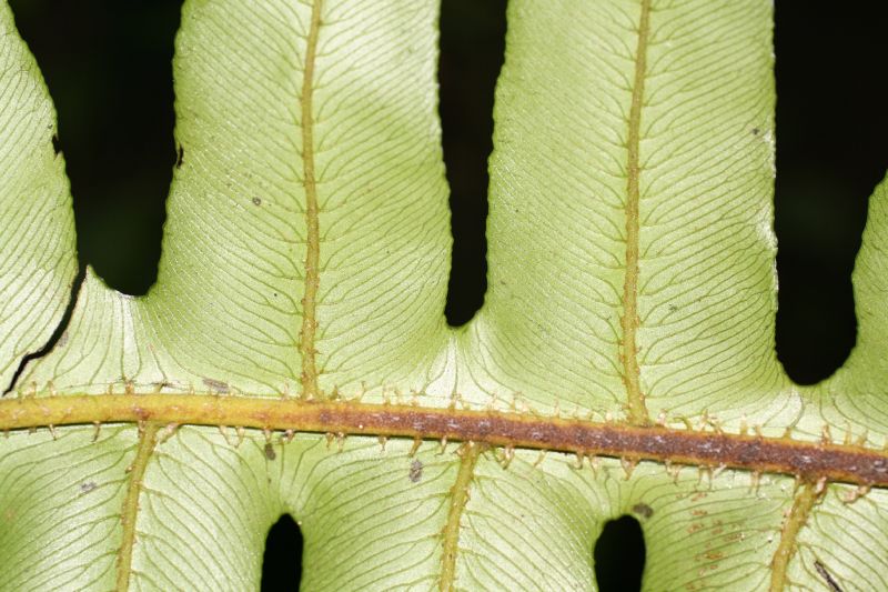 Athyriaceae Diplazium matamense