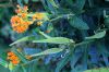 image of Asclepias tuberosa