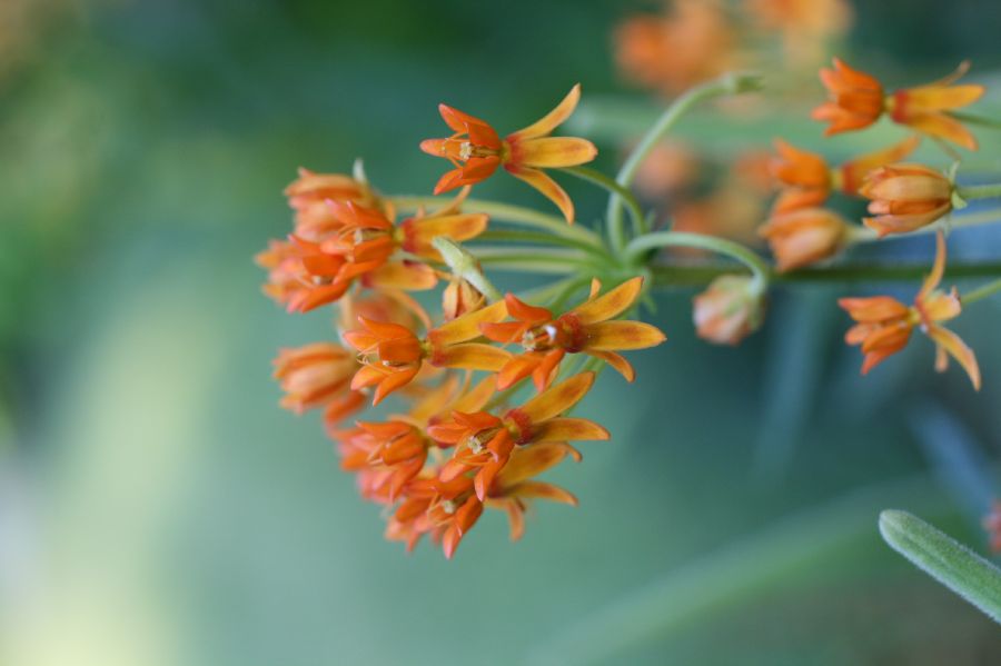 Apocynaceae Asclepias tuberosa