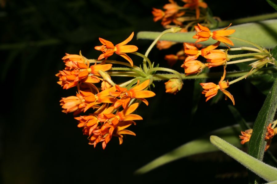 Apocynaceae Asclepias tuberosa